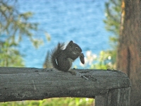 Squirrel